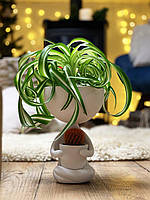 Декоративное Кашпо Kelly Girl с живыми растениями К2