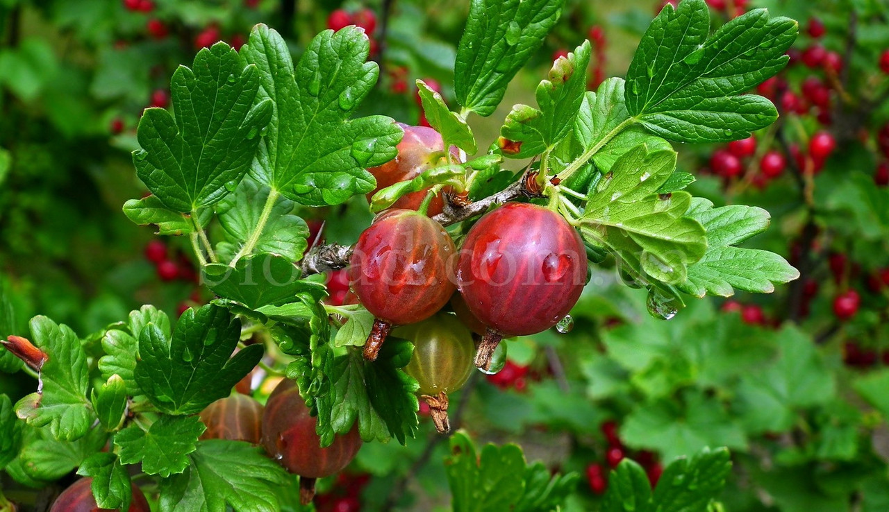 Аґрус Тіксія (Tixia) великоплідний