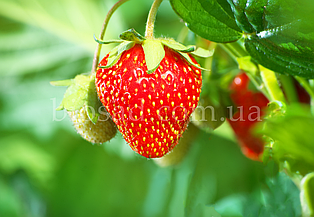 Полуниця Альба (Alba), ранній (10 шт.)