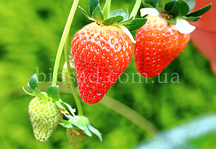 Полуниця Альбіон (Albion) ремонтантний, ранній (5 шт.) ЗКС