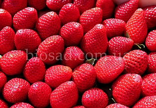 Полуниця Сан-Андреас (San Andreas) ремонтантний, ранній (5 шт.) ЗКС