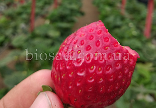 Полуниця Сірія (Syria), середній (10 шт.)