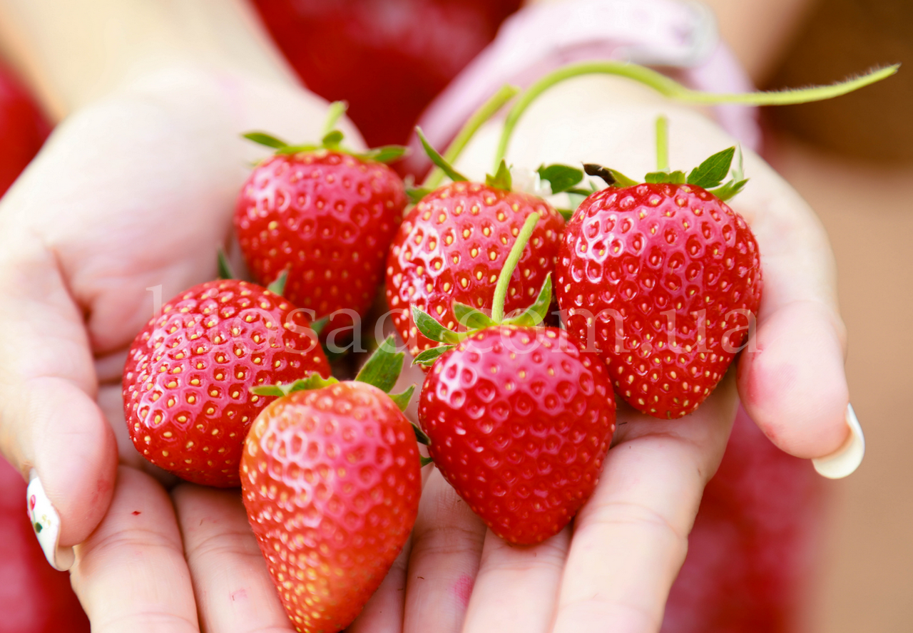 Полуниця Хоней (Honey), ранній (10 шт.)