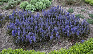 Аюга (Живучка) Atropurpurea (Атропурпуреа), Р9, фото 2