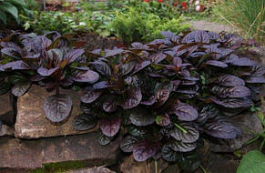 Аюга (Живучка) Atropurpurea (Атропурпуреа), Р9, фото 3