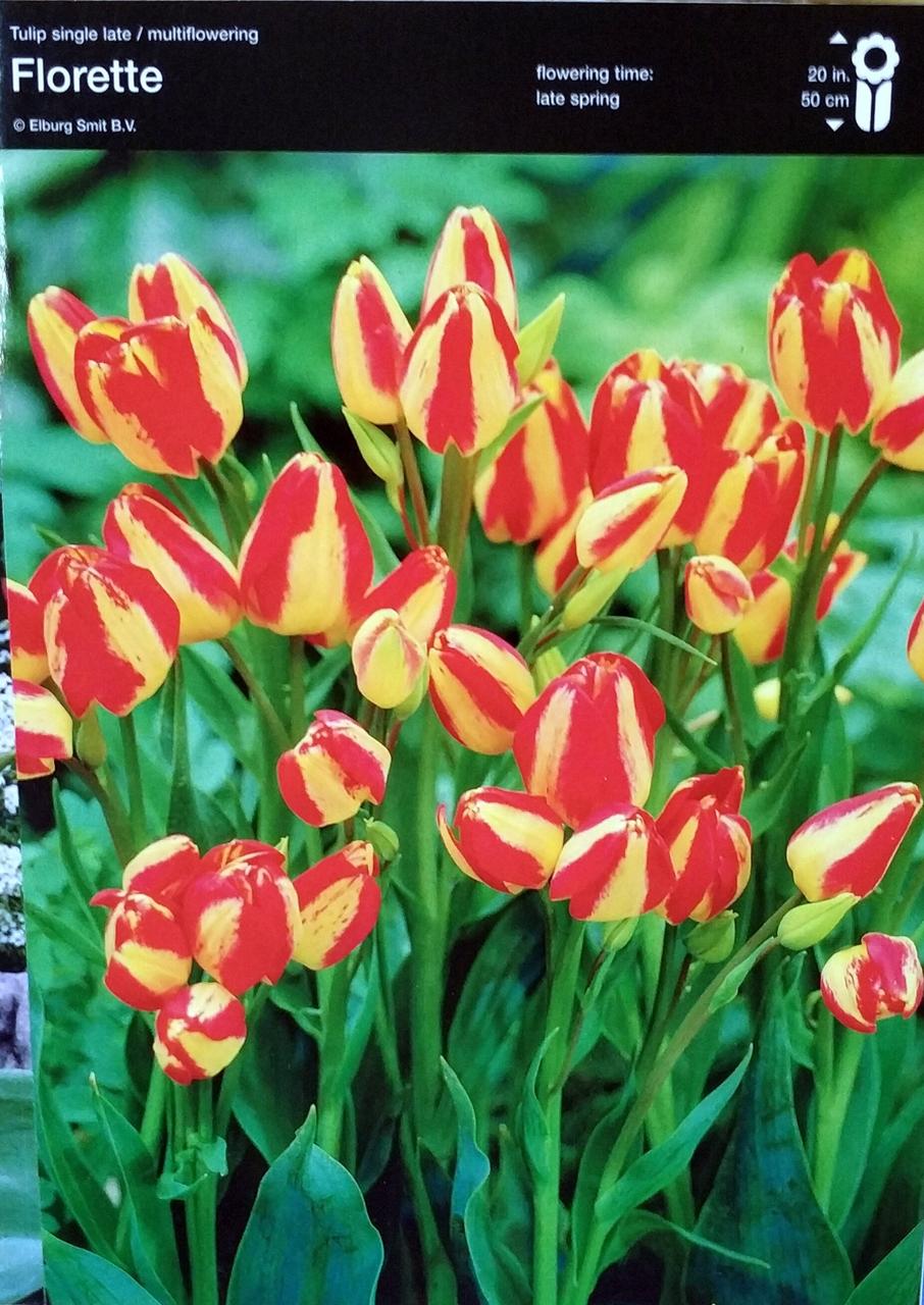 Тюльпан Florette 1шт