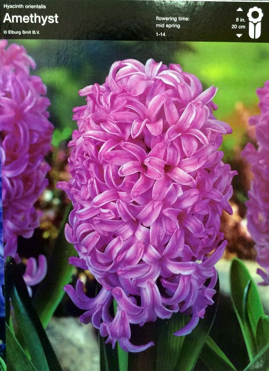 Гіацинт Amethyst 1шт