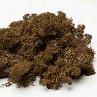 Очищений стабилизированный мох Green Ecco Moss норвежский ягель коричневый 0.5 кг