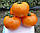 Насіння томату Солідо (Solido) F1, 500 шт, оранжевого детермінантного, фото 2