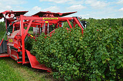 Ягодоуборочный комбайн для збирання смородини, аронії, шипшини, агрусу, жимолості WEREMCZUK VICTOR Z