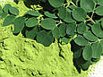 Моринга (Moringa oleifera) мелена, Моринга в порошку 1 кг, PL, фото 3