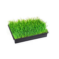 Лоток (піддон) для розсади 9 л 40х26х8.5 см