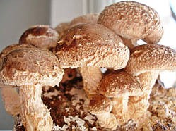 Зерновий міцелій Шиітаке