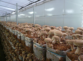 Грибні блоки шиітаке