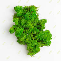 Стабилизированный мох Green Ecco Moss cкандинавский мох ягель Light Green 4 кг