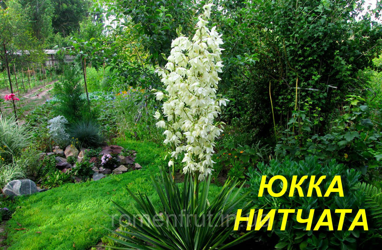 Юка нитчаста