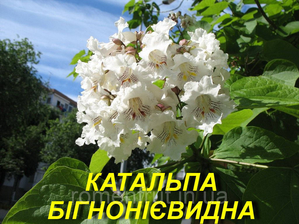 Катальпа бігнонієвидна Ауреа