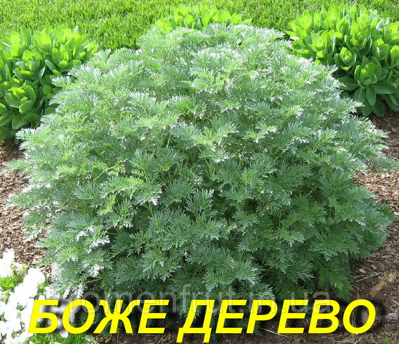 Полин Лікарський (Боже дерево) (ЗКС), фото 1