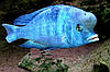 Блакитний Дельфін (Cyrtocara moori) 3 см, фото 3