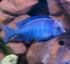 Блакитний Дельфін (Cyrtocara moori) 3 см, фото 2