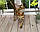 Хлопчик бенгал, ін. 06.11.2020. Бенгальські кошенята з розплідника Royal Cats. Україна, Київ, фото 4