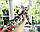 Хлопчик бенгал, ін. 06.11.2020. Бенгальські кошенята з розплідника Royal Cats. Україна, Київ, фото 5