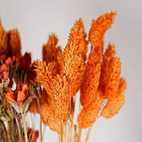 Фалярис стабілізований (червоно-жовтогарячий) 58 см