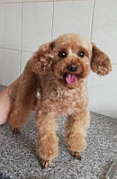 Стриження Пуделя