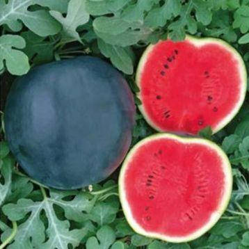 Насіння кавуна Маніса F1 (Manisa F1) Yuksel seeds 1000, фото 1