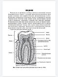 Вавілова Тощо Біохімія тканин і рідин порожнин рота. Навчальний посібник, фото 4
