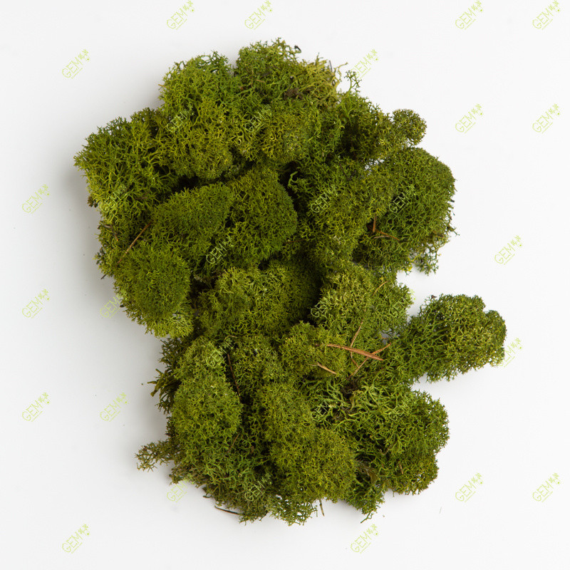 Стабілізований мох Green Ecco Moss скандинавський лишайник ягель Medium 1 кг