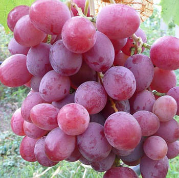Вегетуючі саджанці столового винограду Анюта - середньо-пізній строк, великоплідний, морозостійкий