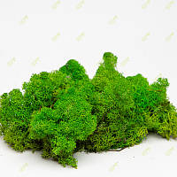 Стабілізований мох Green Ecco Moss скандинавський лишайник ягель Light Green 4 кг
