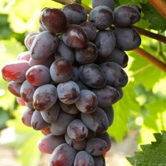 Вегетуючі саджанці винного винограду Вишневий - середньо-ранній