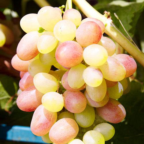 Саджанці столового винограду Тасон - дуже ранній, урожайний, десертний, фото 1