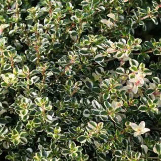 Саджанці Чебрецю блошиного Фокслей (Thymus pulegioides Foxley)