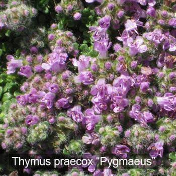 Саджанці Чебрецю раннього Пігмеус (Thymus praecox Pygmaeus)