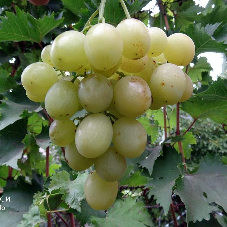 Вегетуючі столові саджанці винограду Тянь Шань - середнього терміну, великоплідний, транспортабельний, фото 1