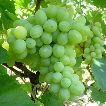 Вегетуючі саджанці винограду Кишмиш № 342 - раннього терміну, урожайний, морозостійкий