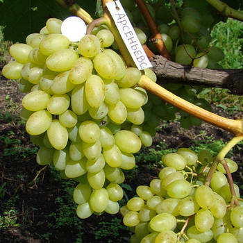 Вегетуючі саджанці винограду Кишмиш Арсеніївський - середнього терміну, сильнорослий, морозостійкий