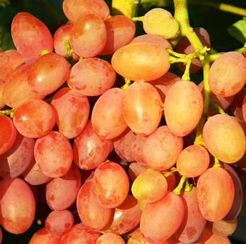 Вегетуючі саджанці винограду Кишмиш Променистий - ранньо-середнього строку, транспортабельний, морозостійкий
