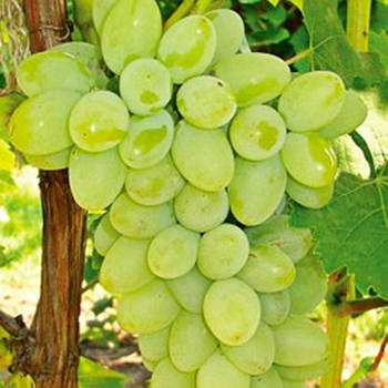 Вегетуючі саджанці винограду Кишмиш Ніагара - дуже раннього терміну, урожайний, морозостійкий