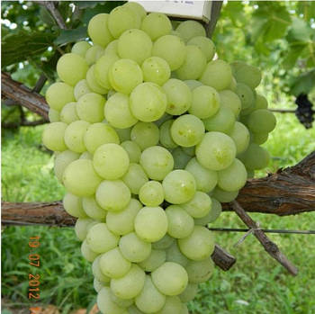 Вегетуючі саджанці винограду Кишмиш Принцеса - середнього терміну, урожайний, морозостійкий