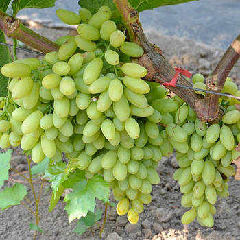 Вегетуючі саджанці винограду Кишмиш Століття - середнього терміну, великоплідний, морозостійкий