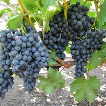 Вегетуючі саджанці винограду Кишмиш Чорний Смарагд - раннього терміну, урожайний, морозостійкий