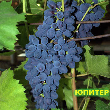 Вегетуючі саджанці винограду Кишмиш Юпітер США - раннього терміну, великоплідний, урожайний