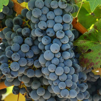 Вегетуючі саджанці винограду Каберне Юра - середній, урожайний, невибагливий
