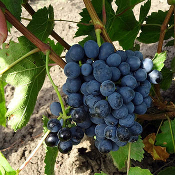 Вегетуючі саджанці винограду Сапераві Північний - пізній, зимостійкий, ароматний