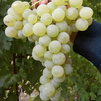 Вегетуючі саджанці винограду Сурученський Білий - середньо-пізній, великоплідний, зимостійкий