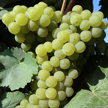 Вегетуючі саджанці винограду Цитронний Магарача - середньо-ранній, великоплідний, урожайний